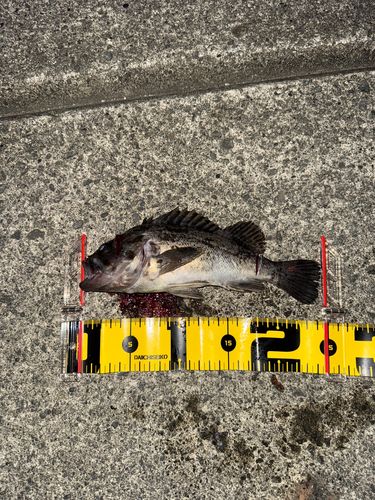 クロソイの釣果