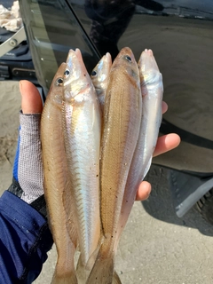 キスの釣果