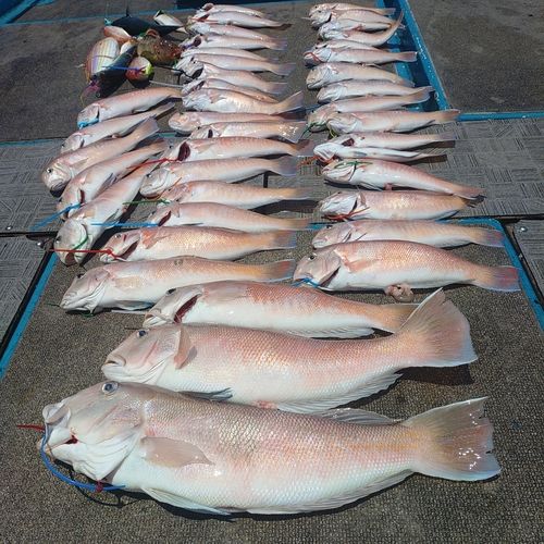 シロアマダイの釣果
