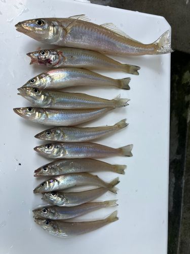 キスの釣果