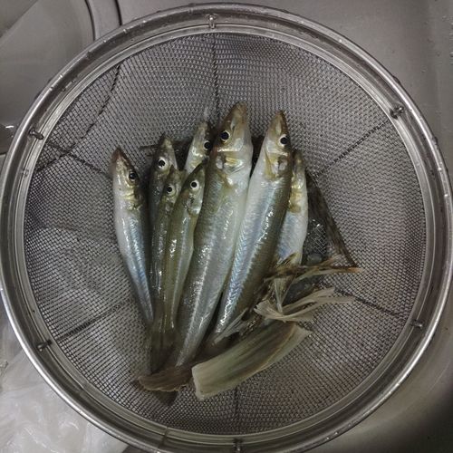 キスの釣果