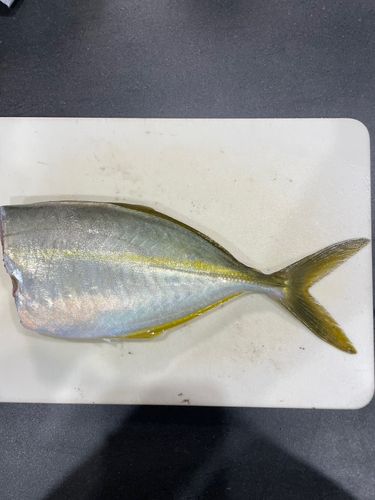 シマアジの釣果