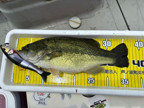 ブラックバスの釣果