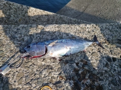 スマガツオの釣果