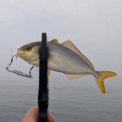 ショゴの釣果