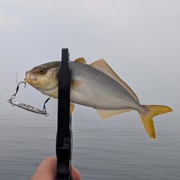 ショゴ