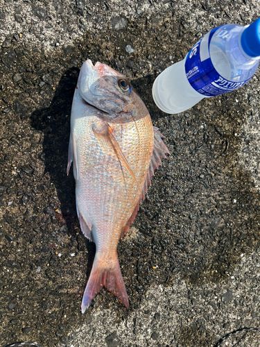 タイの釣果