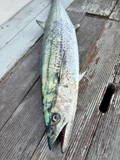 サワラの釣果