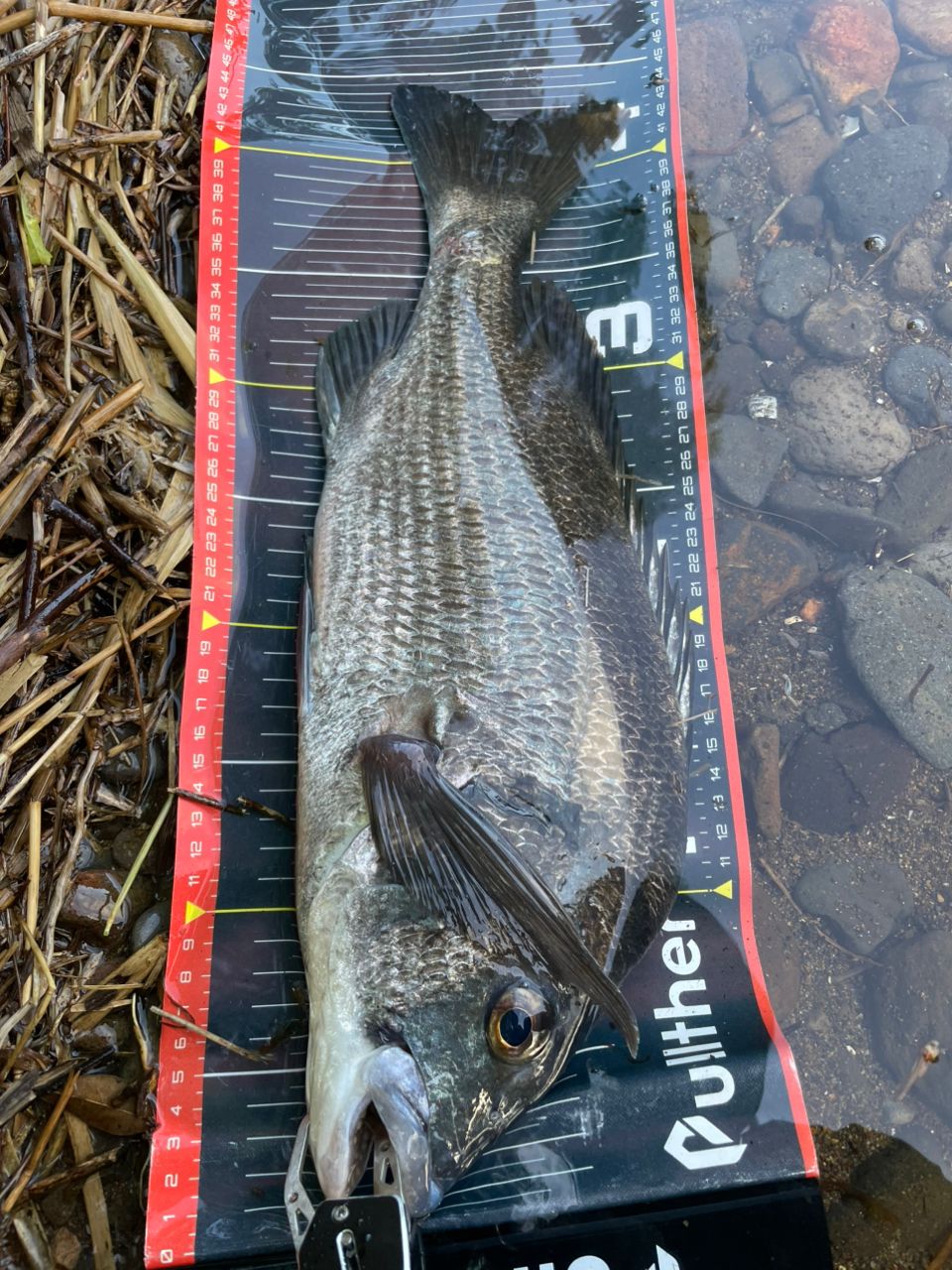 アブガルシア　クロスフィールド　XRFS-702L メバル　アジ　ソイ Amazon.com : Abu Garcia XROSSFIELD XRFS-702L Spinning