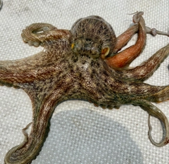 タコの釣果