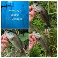 ブラックバスの釣果