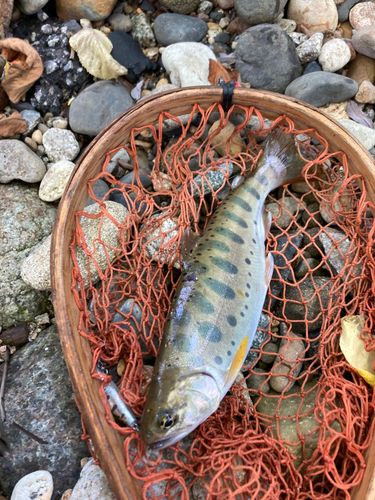 ヤマメの釣果