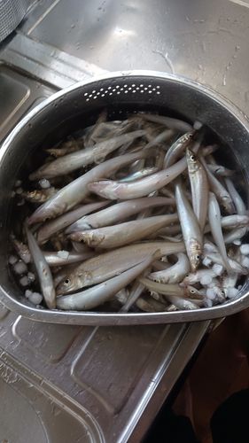 キスの釣果