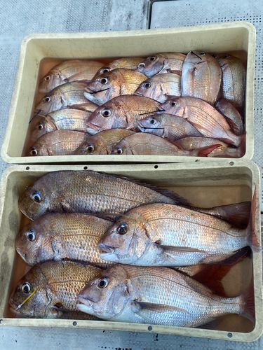 タイの釣果
