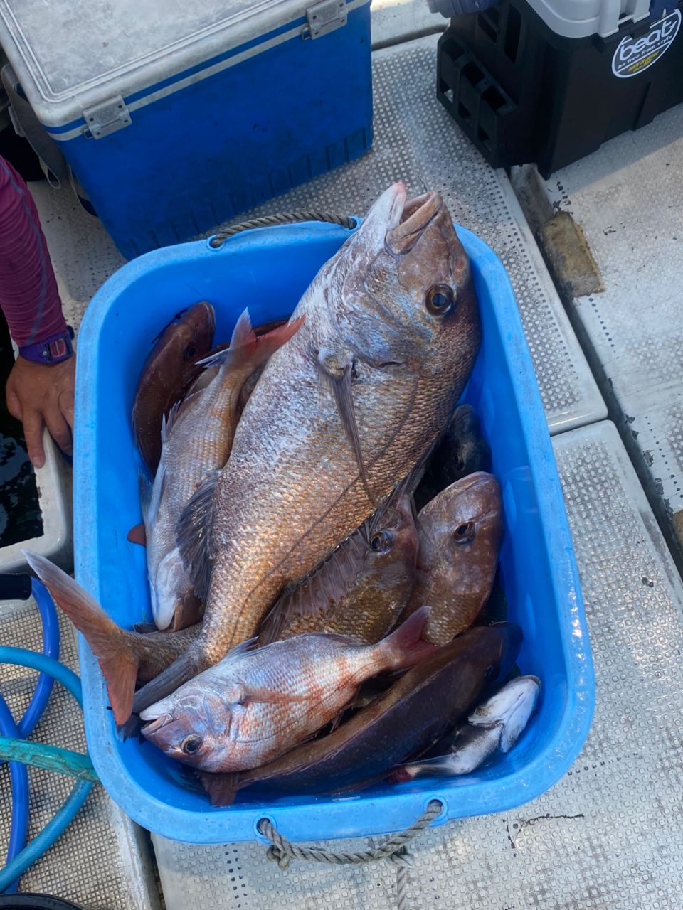 HSSEAWさんの釣果 3枚目の画像