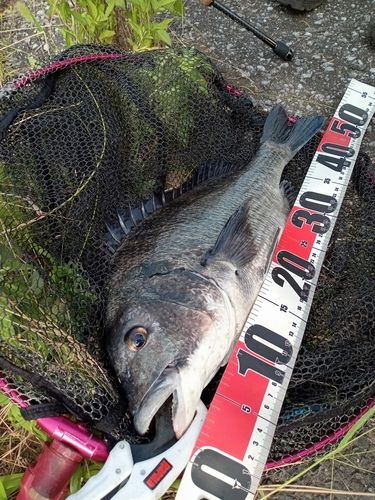 クロダイの釣果
