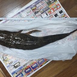 マゴチ