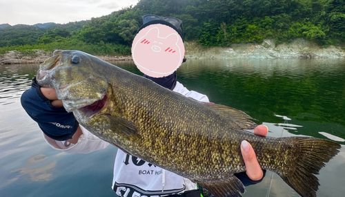 スモールマウスバスの釣果