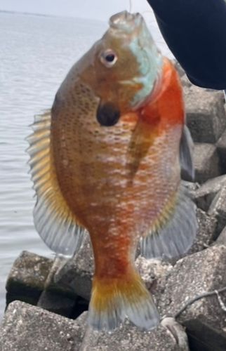 ブルーギルの釣果