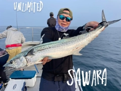 サワラの釣果