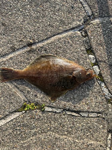 カレイの釣果