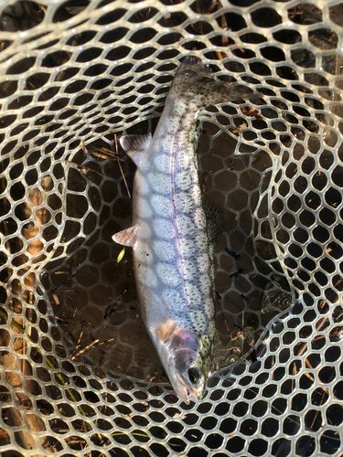 ニジマスの釣果
