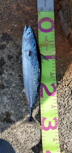 ソウダガツオの釣果