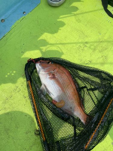 タイの釣果
