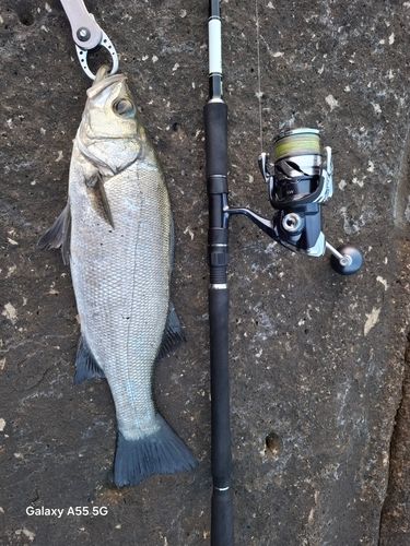 ヒラスズキの釣果