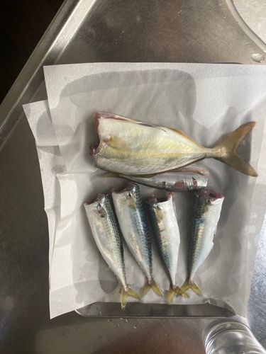 サバの釣果