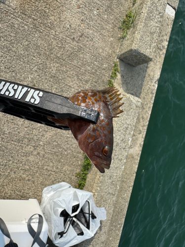 キジハタの釣果