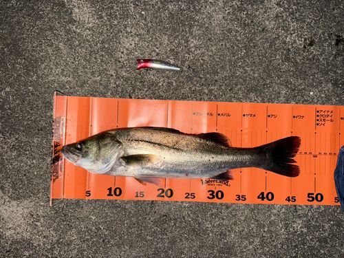 シーバスの釣果