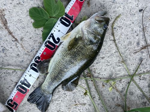 ブラックバスの釣果