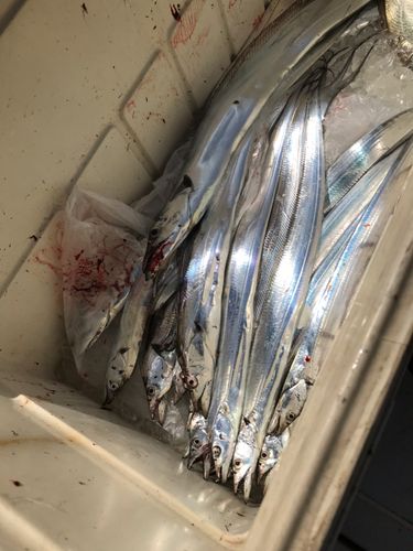 タチウオの釣果