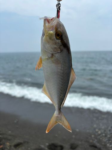 ショゴの釣果