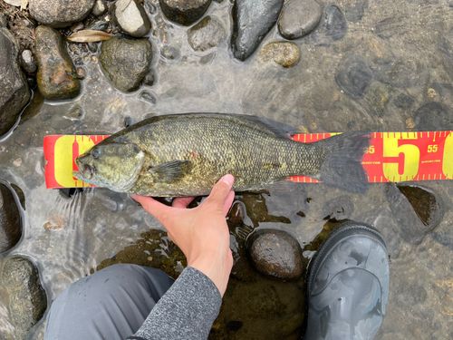 スモールマウスバスの釣果