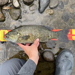 スモールマウスバス