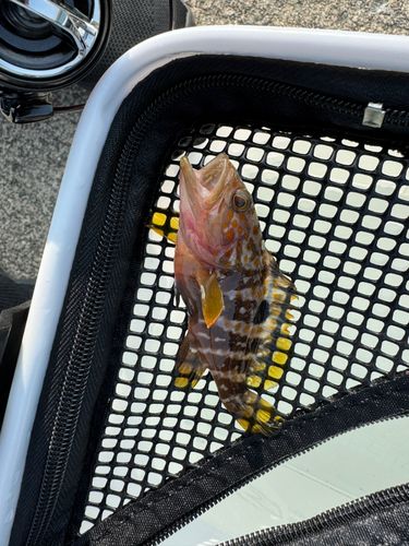 キジハタの釣果