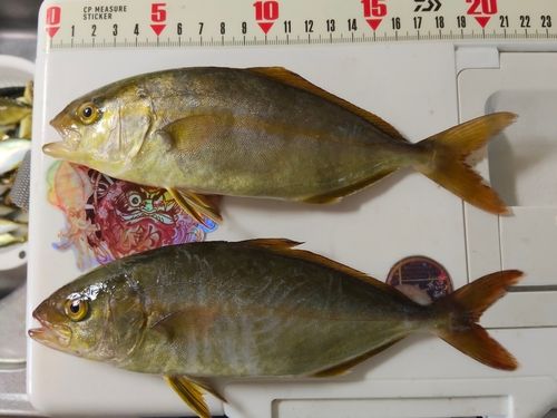 ショゴの釣果