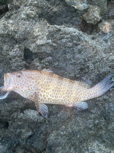 オオモンハタの釣果