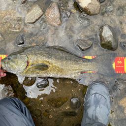 スモールマウスバス