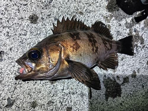 メバルの釣果