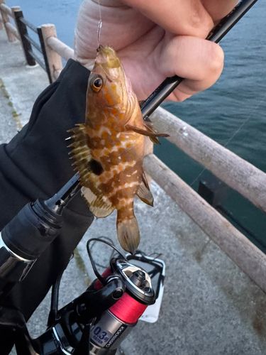 キジハタの釣果