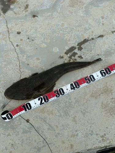 マゴチの釣果