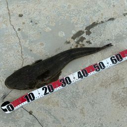 マゴチ