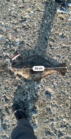 ヒラメの釣果