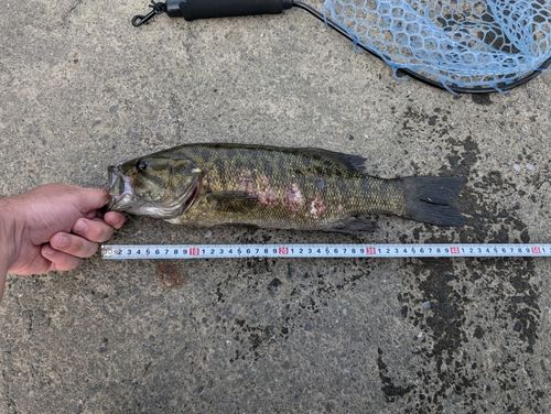 スモールマウスバスの釣果