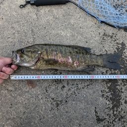 スモールマウスバス