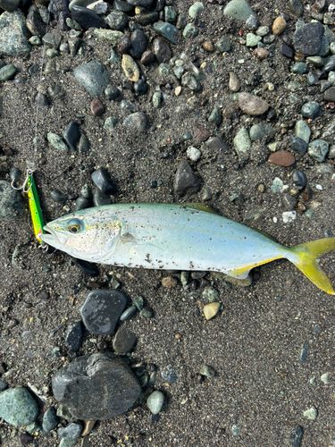 ワカシの釣果