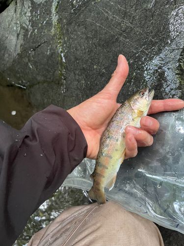 ヤマメの釣果